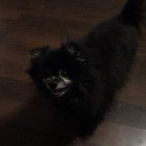 Meet your Posher, Joey